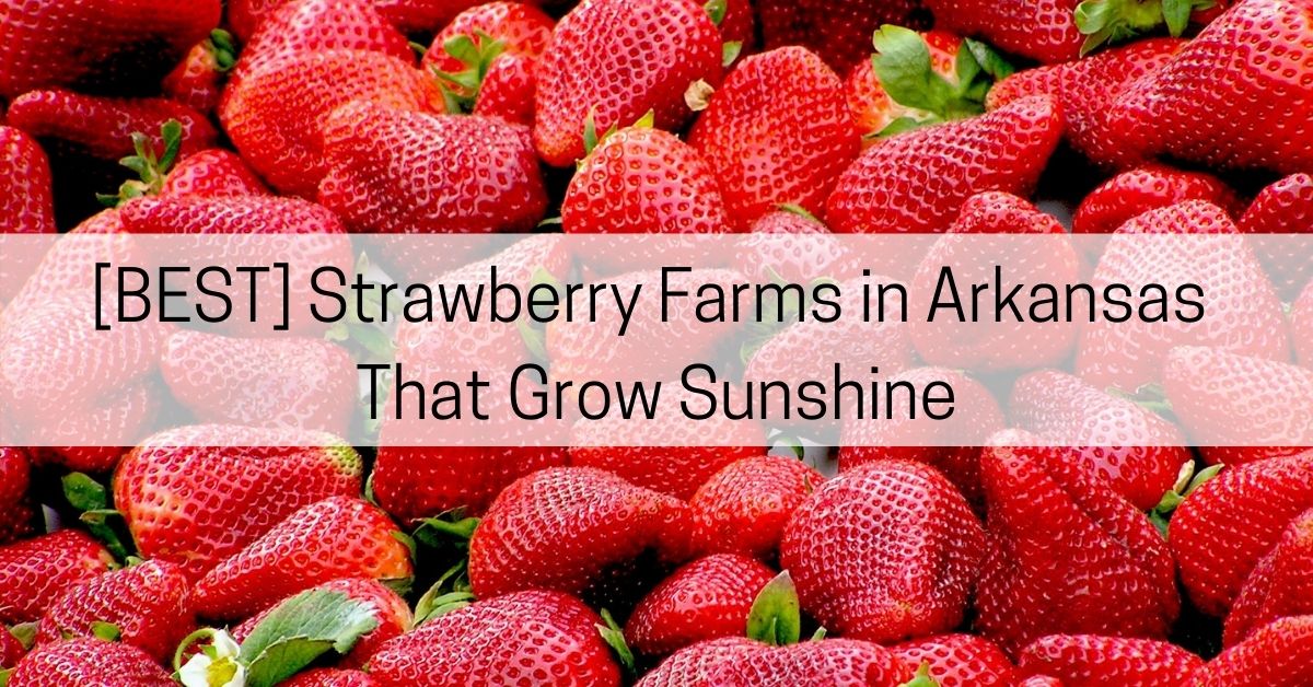 4 [BEST] Strawberry Farms in Arkansas That Grow Sunshine - All About