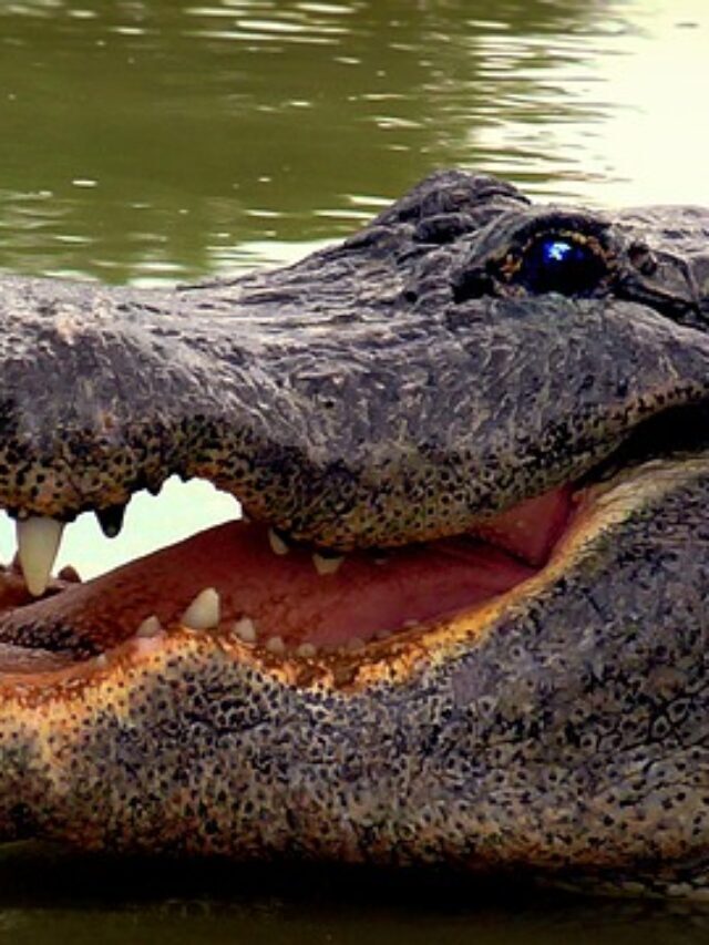 Do Alligators Eat People? Story