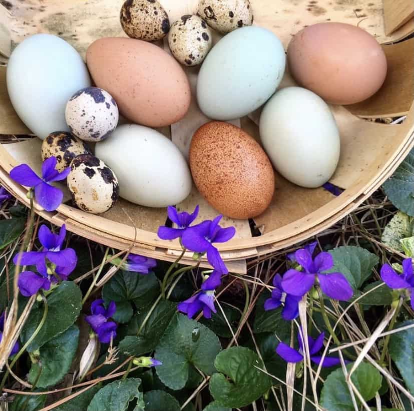 free range egg farms in arkansas