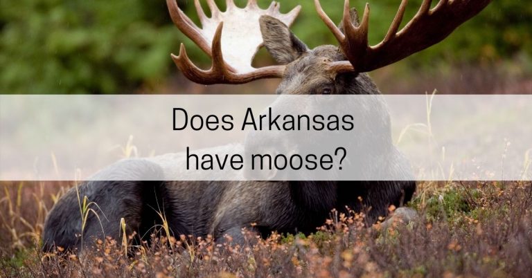 does-arkansas-have-moose-all-about-arkansas