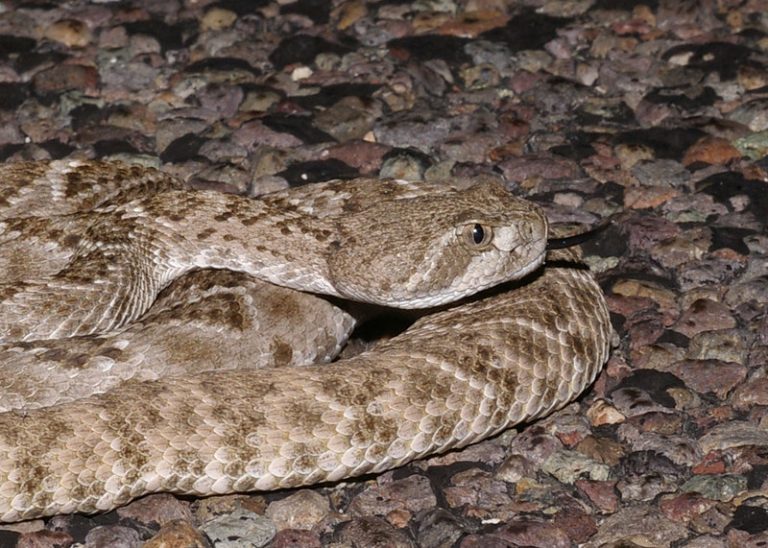 Watch out! There are Rattlesnakes in Arkansas - All About Arkansas