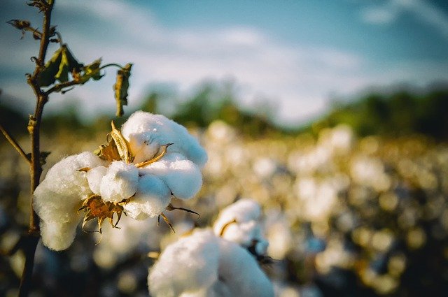 cotton plant, arkansas