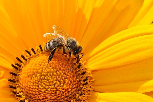 honey bees in Arkansas