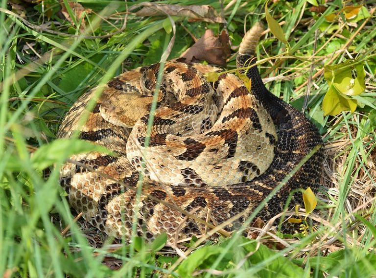 Watch out! There are Rattlesnakes in Arkansas - All About Arkansas