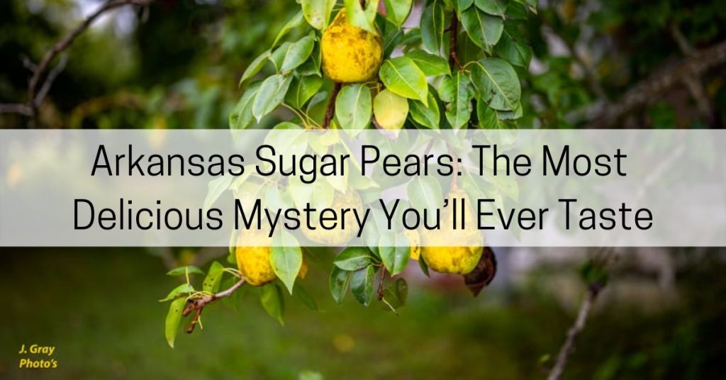 Arkansas sugar pears