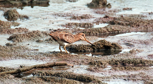 Wilson's Snipe in Wetlands