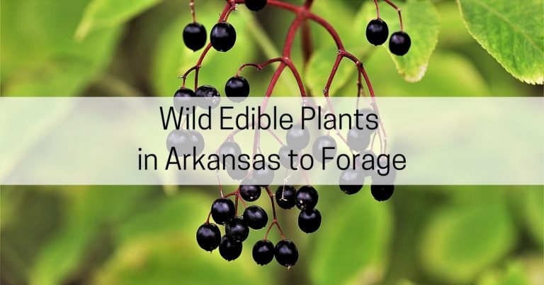 17-wild-plants-in-arkansas-to-forage-all-about-arkansas