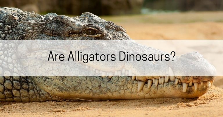 [SHOCKING] Are Alligators Dinosaurs? - All About Arkansas