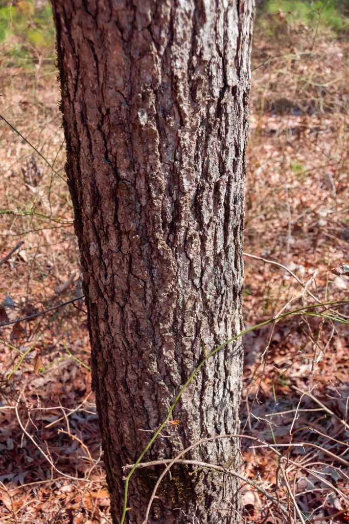 black gum tree in Arkansas