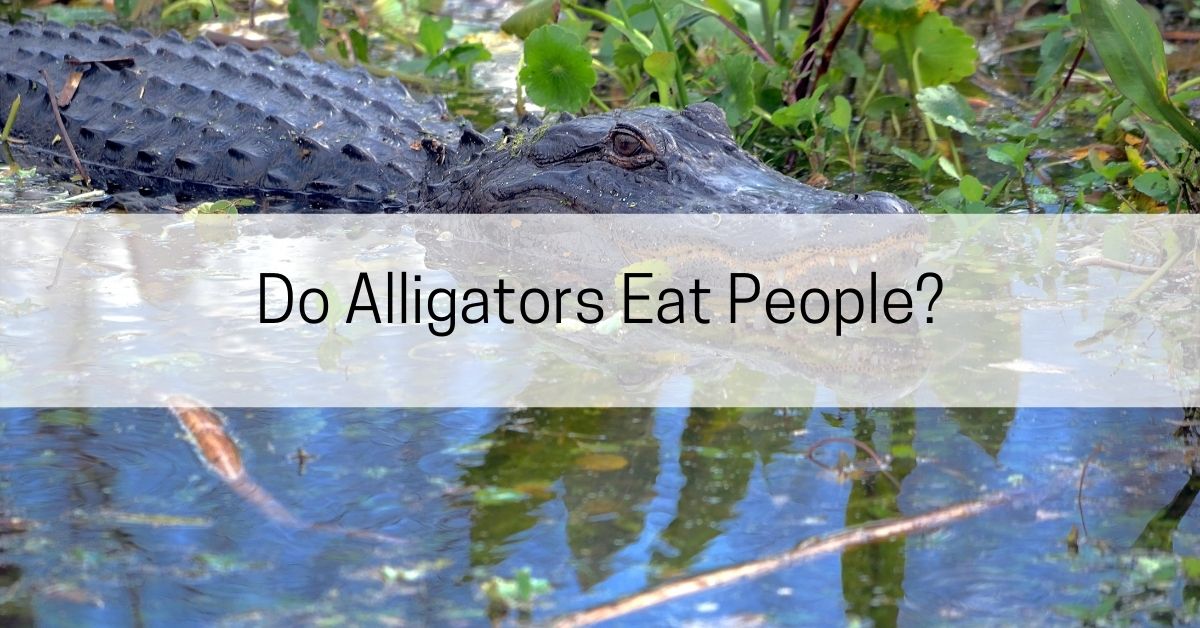 Do Alligators Eat People? - All About Arkansas