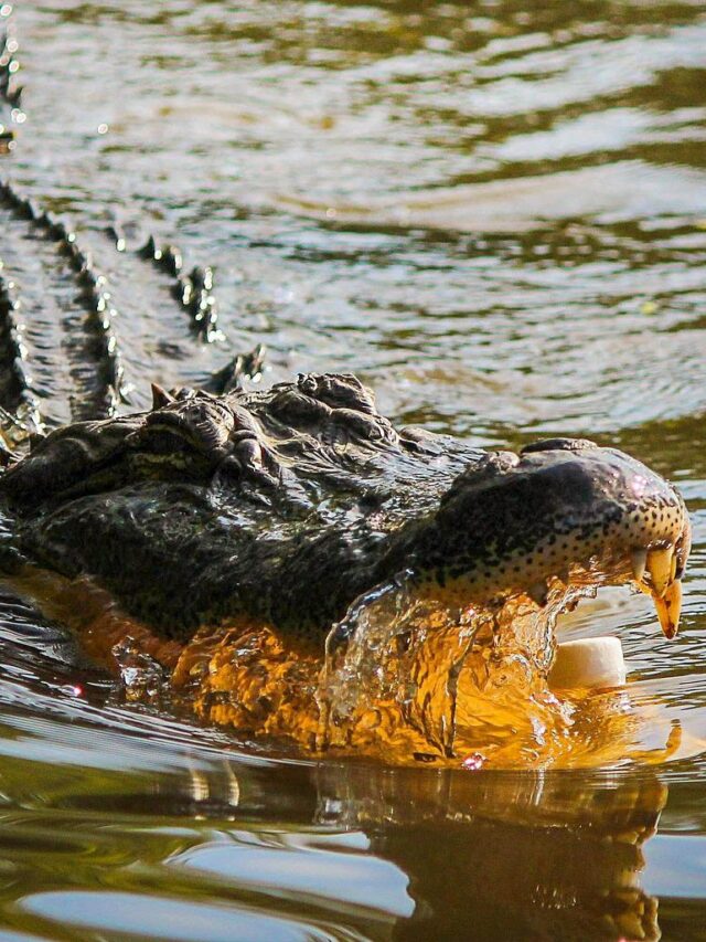 cropped-alligator-american-alligator-gator-439890.jpg