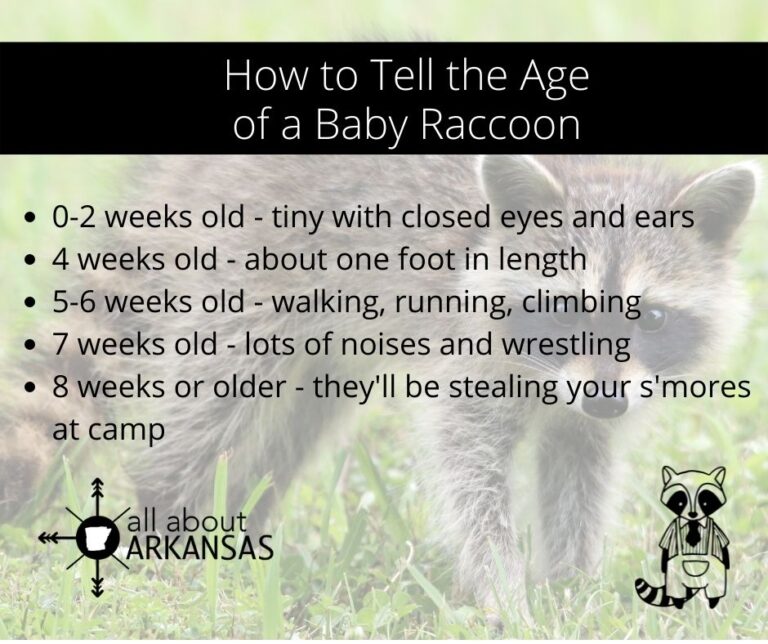 [ALL ABOUT] Baby Raccoons - All About Arkansas