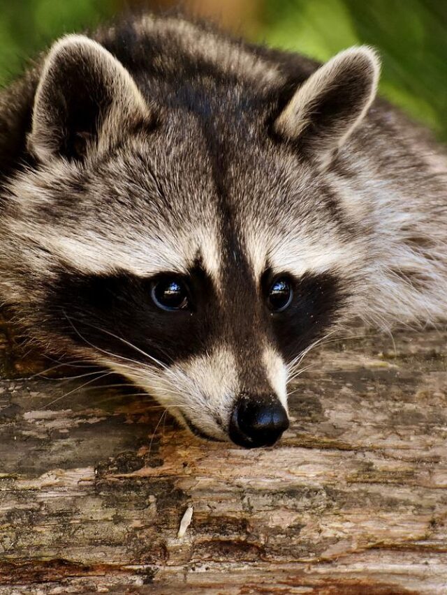 cropped-raccoon-animal-mammal-3538081.jpg